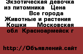 Экзотическая девочка из питомника › Цена ­ 25 000 - Все города Животные и растения » Кошки   . Московская обл.,Красноармейск г.
